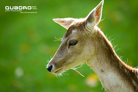 Wild Wanderpark Siz Quadronet Dirk Wohlrabe 04